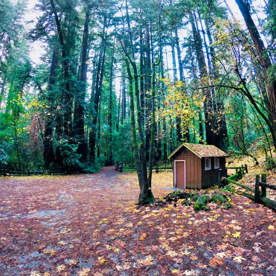 Henry Cowell Redwoods